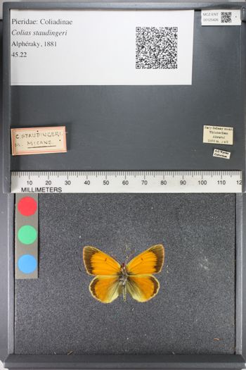 Media type: image;   Entomology 125426